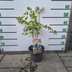 Dekaisnea Fargesova (Decaisnea fargesii) - výška 40-60 cm, kont. C4L